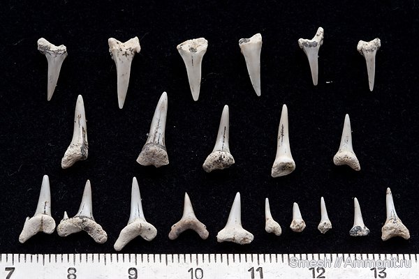 Eostriatolamia, зубы акул, Варавино, shark teeth