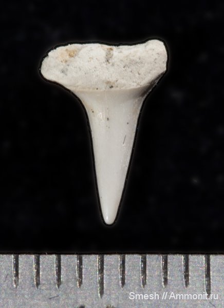 зубы акул, ?, Варавино, shark teeth