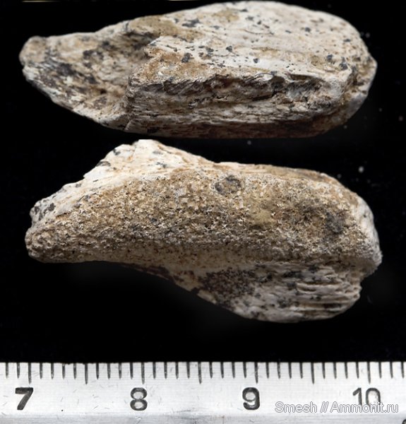 рыбы, химеры, Elasmodus, Варавино, Chimaeriformes, fish