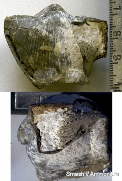 Choristites, Choristites mosquensis, лофофор, Spiriferida, ручной аппарат, brachiopod lophophore