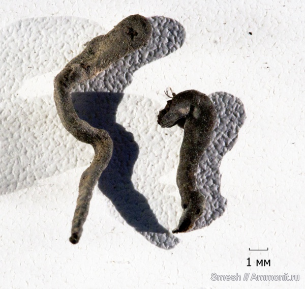 серпулы, кольчатые черви, Еганово, Serpulidae, ?