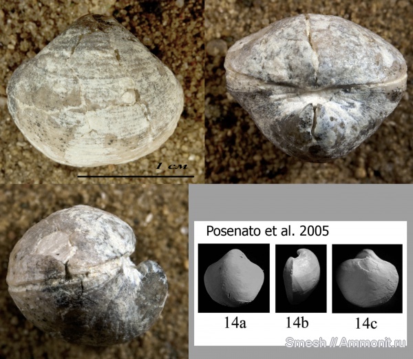 брахиоподы, карбон, средний карбон, Ambocoelia, Ambocoelia planoconvexa