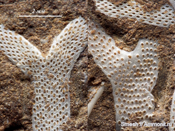 мшанки, Pachydictya, Pachydictya kuckersensis