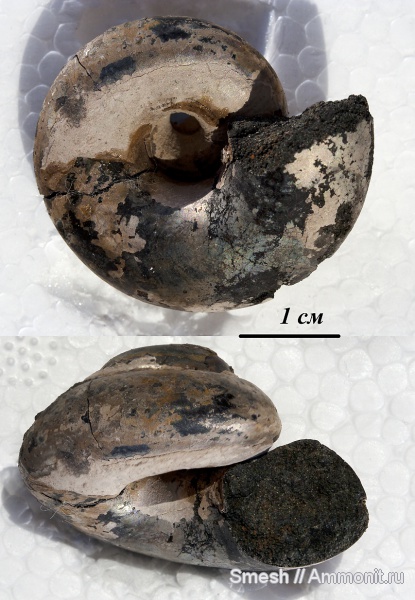 гастроподы, юра, Bathrotomaria, Лопатинский рудник, Pleurotomariidae, Jurassic