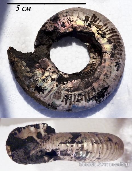 аммониты, Dorsoplanites, Ammonites, Лопатинский рудник