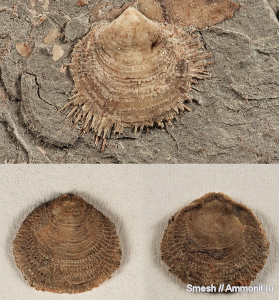 брахиоподы, Athyris, Athyridida, Cleiothyridina, Athyris pectinata, Cleiothyridina pectinata