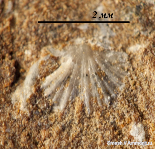 брахиоподы, Orthida, Nicolella, Nicolella oswaldi