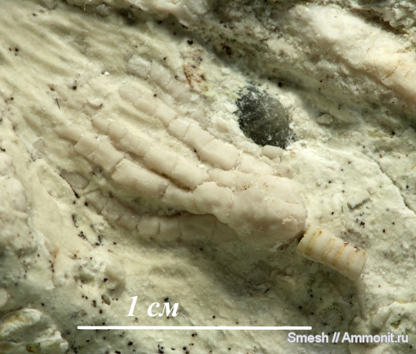 морские лилии, иглокожие, карбон, криноидеи, средний карбон, Crinoidea