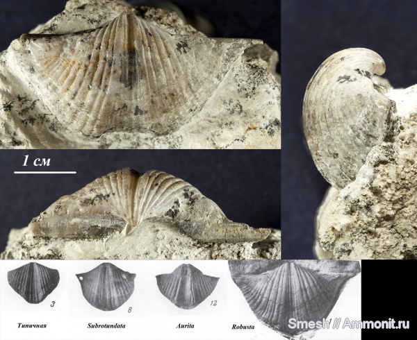 брахиоподы, карбон, Brachythyrina, прижизненные повреждения, средний карбон, Spiriferida, Brachythyrina kleini, Brachythyrina robusta