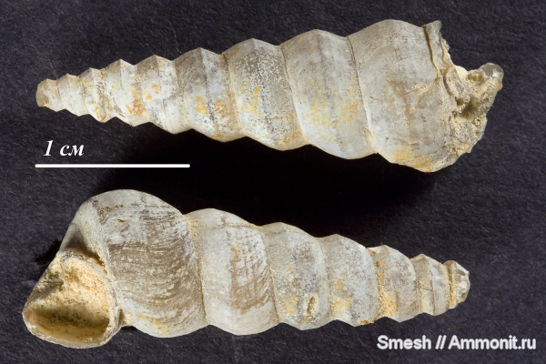 гастроподы, моллюски, мел, брюхоногие моллюски, Turritella, Израиль, Cretaceous