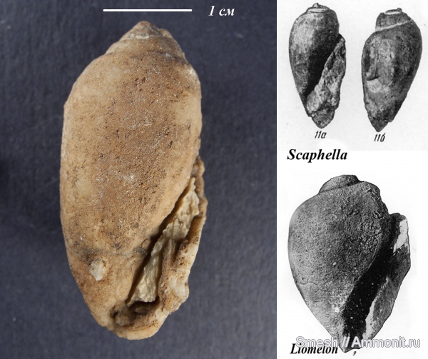 гастроподы, моллюски, мел, брюхоногие моллюски, Израиль, Scaphella, Cretaceous