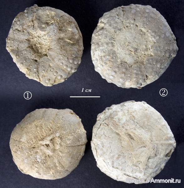 морские ежи, иглокожие, мел, Израиль, кампан, правильные морские ежи, Rachiosoma, Campanian, Cretaceous