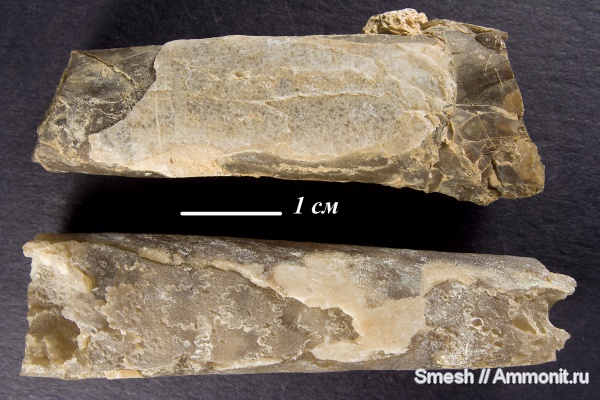 аммониты, мел, Израиль, Ammonites, Baculites, Baculitidae, Cretaceous