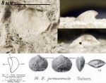 Брюшная створка Schizophoria juresanensis из среднего карбона Подмосковья