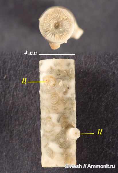 морские лилии, карбон, Гжель, верхний карбон, цирри
