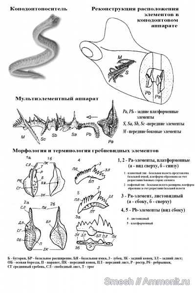 конодонты, Conodonta, морфология ископаемых беспозвоночных