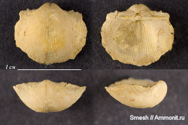 брахиоподы, карбон, Productida, Chonetinella uralica, Chonetinella