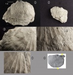 Створки Orthotetes radiata из среднего карбона Подмосковной котловины