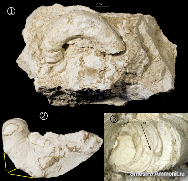 наутилусы, наутилоидеи, средний карбон, Temnocheiloides acanthicus, Temnocheiloides