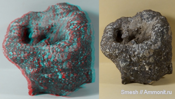 мел, губки, Саратов, Саратовская область, 3D-изображения, Microblastium, Spongia, Cretaceous