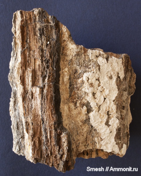 юра, окаменевшее дерево, Jurassic