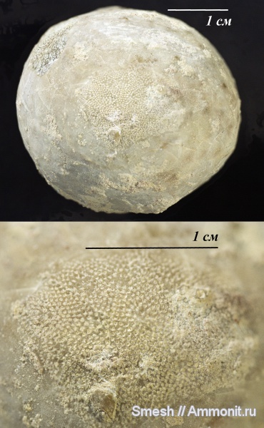 ордовик, мшанки, цистоидеи, эхиносферитесы, Echinosphaerites, обрастание, Epizoans, Ordovician