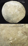 Обрастание мшанкой цистоидеи Echinosphaerites