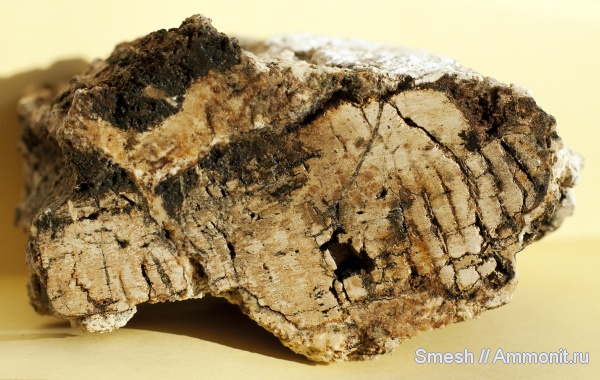 юра, окаменевшее дерево, Jurassic