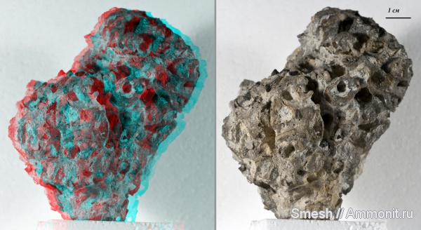 мел, губки, Саратов, Саратовская область, 3D-изображения, Plocoscyphia, Spongia, Cretaceous