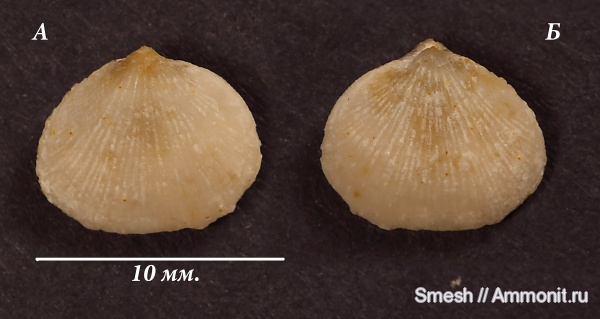 брахиоподы, средний карбон, Orthida, Schizophoria, Schizophoria juresanensis