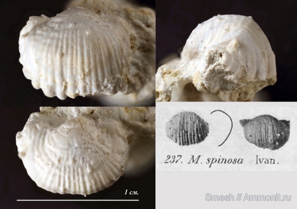 брахиоподы, карбон, Пески, продуктиды, средний карбон, Productida, Marginifera, Marginifera spinosa