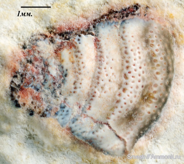 рыбы, зубы, Deltodus, Cochliodontiformes, Deltodus concha, fish, teeth