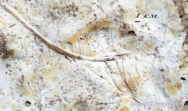 морские лилии, иглокожие, карбон, криноидеи, средний карбон, Crinoidea