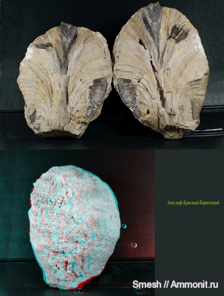 карбон, губки, хететес, Chaetetes, Подмосковье, 3D-изображения