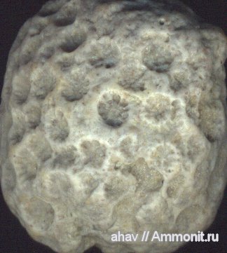 окаменелости