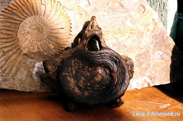 Находки в Городищенском разрезе.