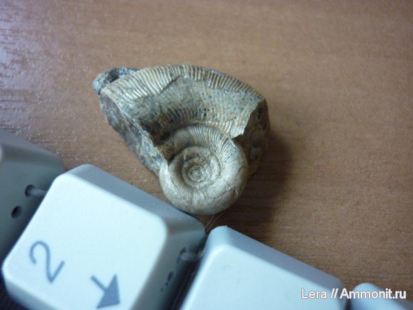 Gaudryceratidae, Gaudryceras, Lytoceratina, Сахалинская область, Gaudryceras makarovense