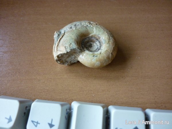 Сахалинские находки