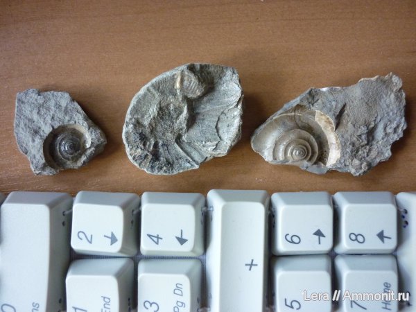 Gaudryceras, Сахалинская область, Gaudryceras hamanakense