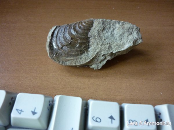 Inoceramus, Сахалинская область