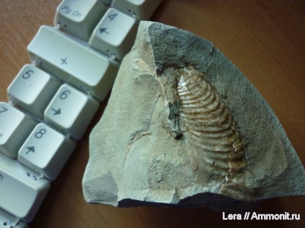 Inoceramus, Сахалинская область