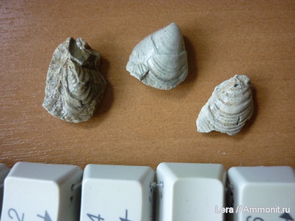 Inoceramus, Сахалинская область