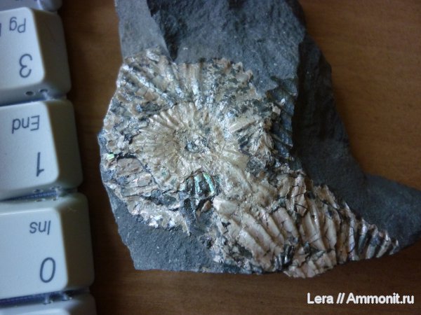 Deshayesites, Широкий Буерак