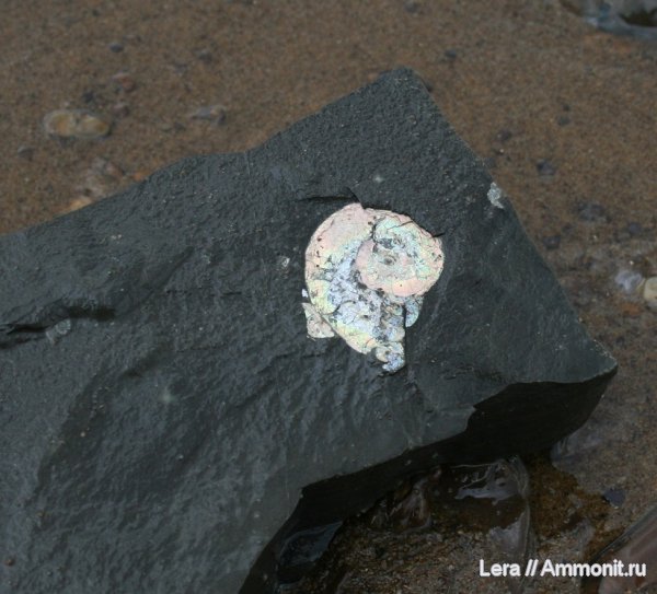 Aconeceras, Широкий Буерак, Aptian