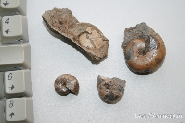 мел, Сахалинская область, Cretaceous