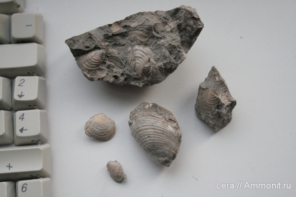 Inoceramus, Сахалинская область