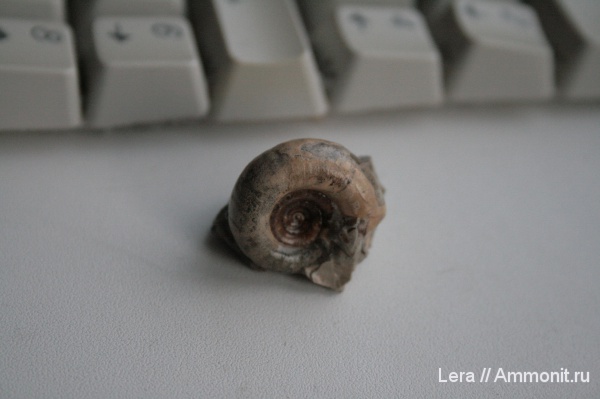 мел, Gaudryceras, Сахалинская область, Gaudryceras makarovense, Cretaceous