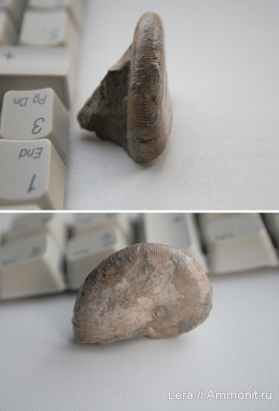 мел, Euphylloceras, Cretaceous