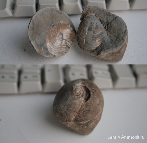 двустворчатые моллюски