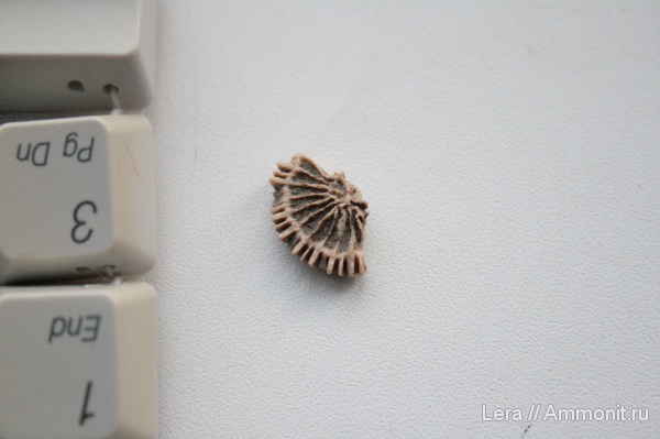 кораллы, ругозы